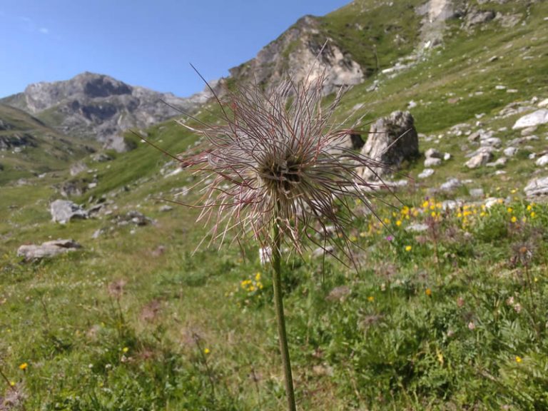 rifugio benevolo