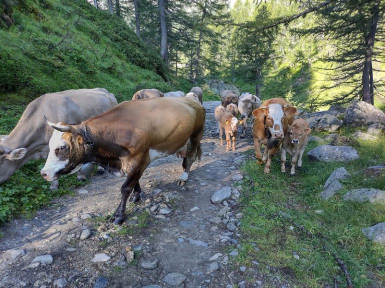 alpe veglia mucche al pascolo