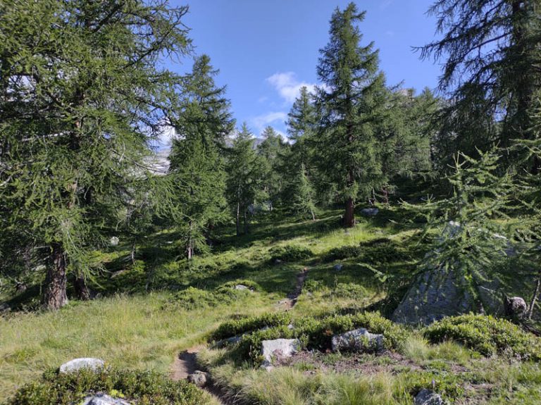 alpe veglia pinete di larici