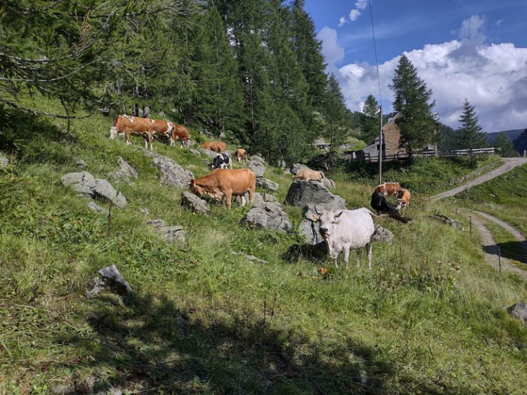 alpe veglia pascoli