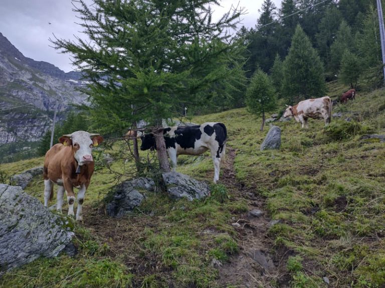 mucche alpe veglia
