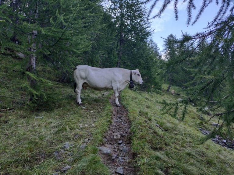 mucche alpe veglia