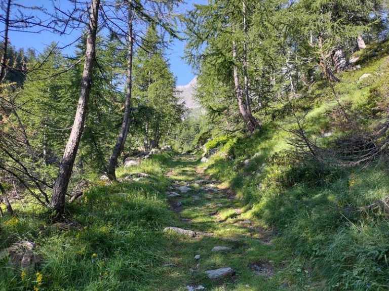 bosco di cianciavero alpe veglia