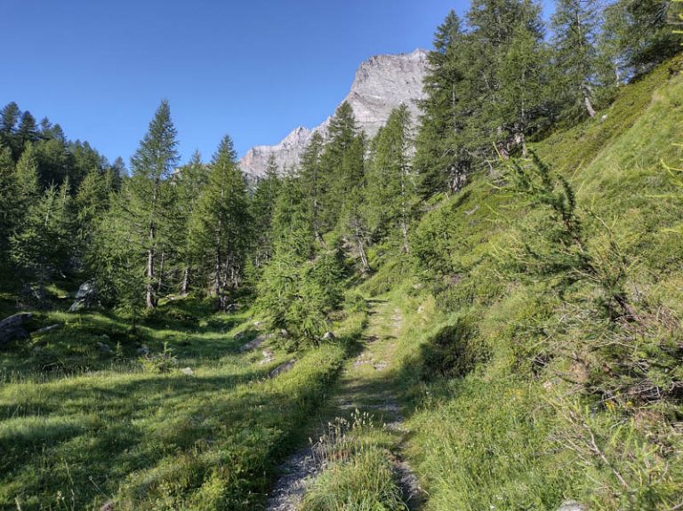 bosco di cianciavero alpe veglia