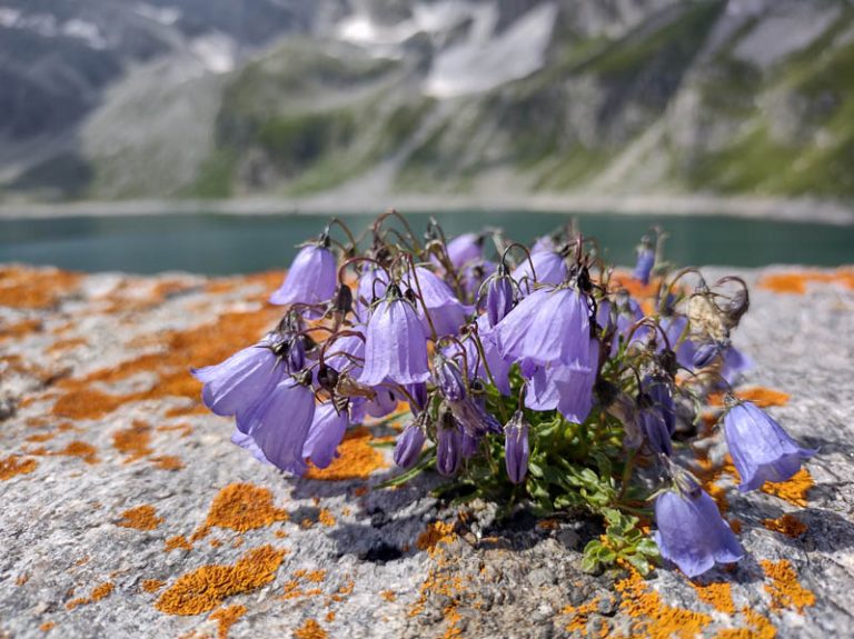 lago d'avino diga