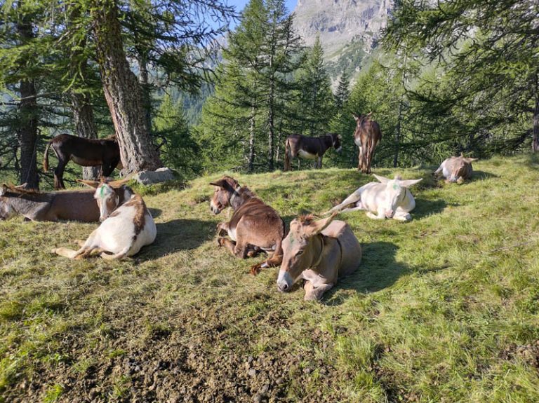 alpe veglia sinelli