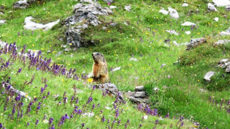 una marmotta di vedetta