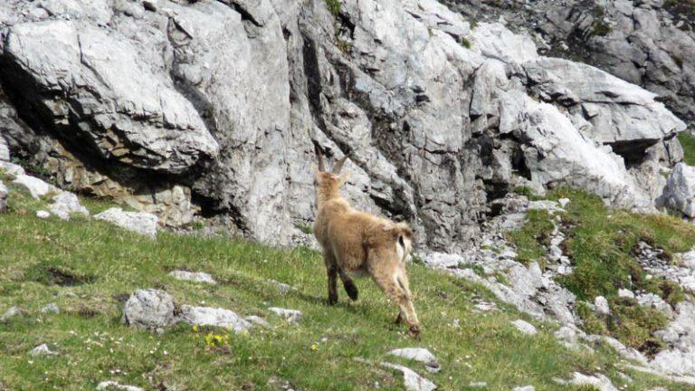 un cucciolo di stambecco