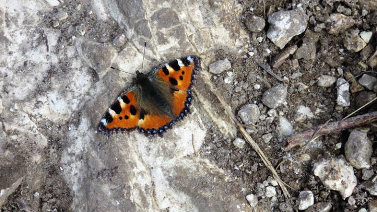 Vanessa sarda Aglais ichnusa