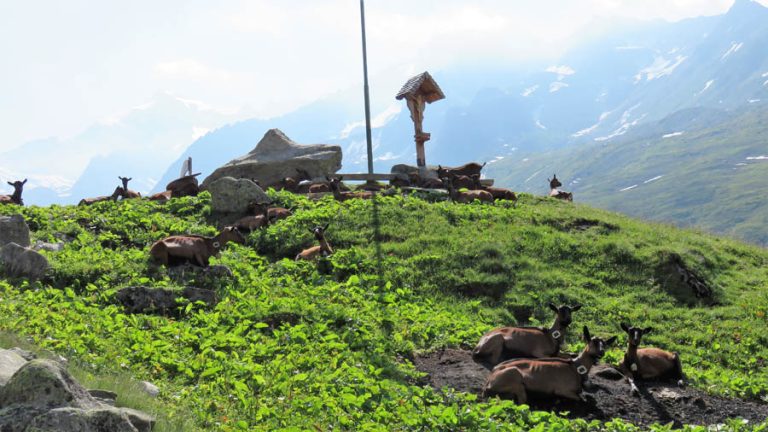 caprette alla Malga Tauern