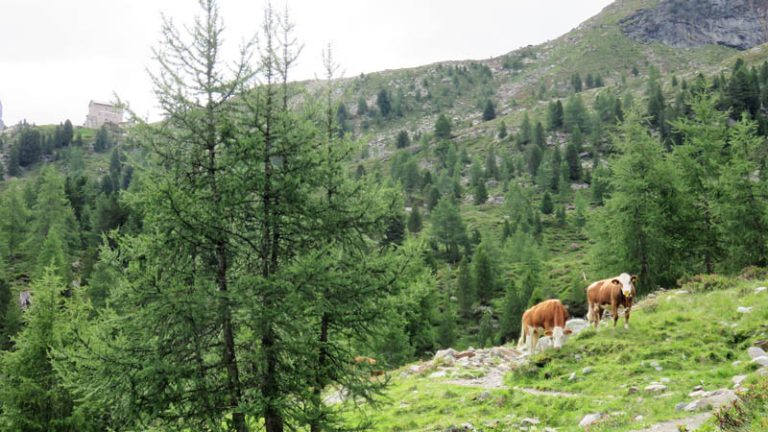 verso il rifugio roma