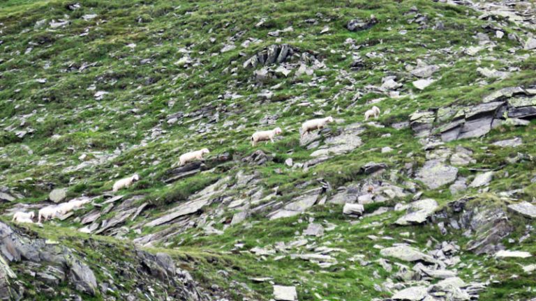 pecore alla Cima dei Camosci