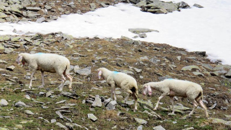 pecore alla cima dei camosci