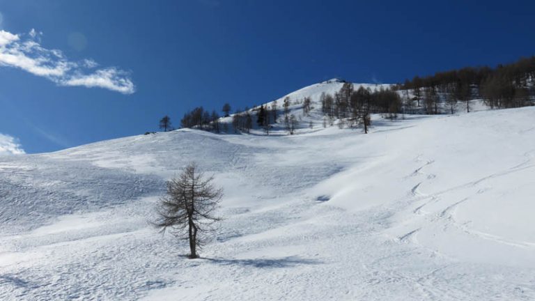 cima rosetta