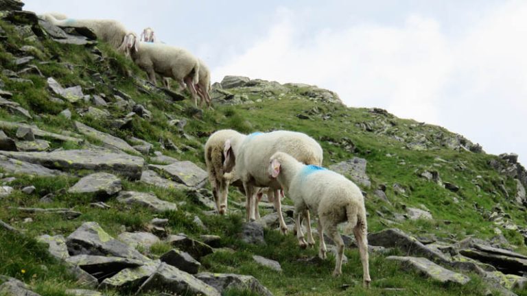 pecore alla cima dei camosci