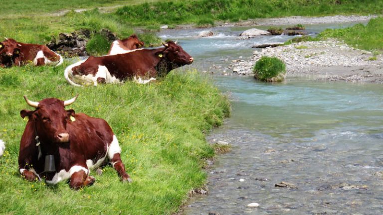 mucche presso la malga lahner