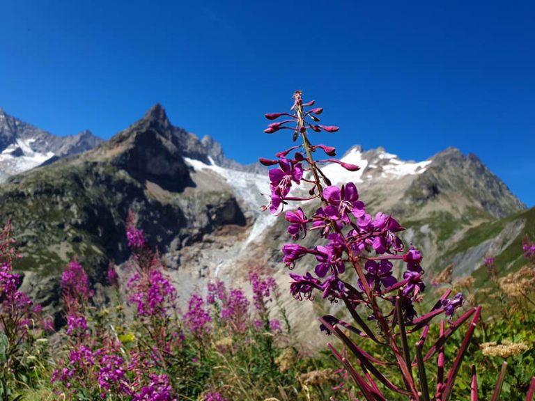 val ferret