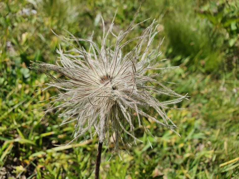 fiori val ferret