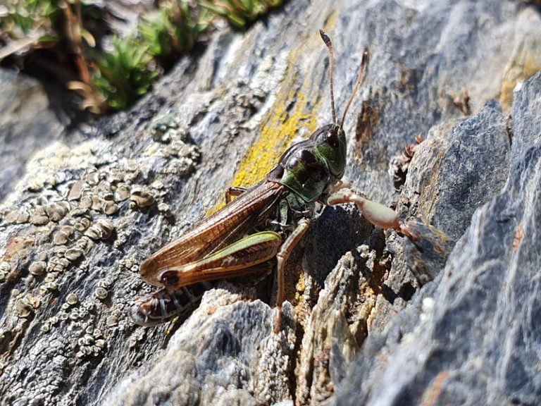 cavalletta rifugio elena val ferret