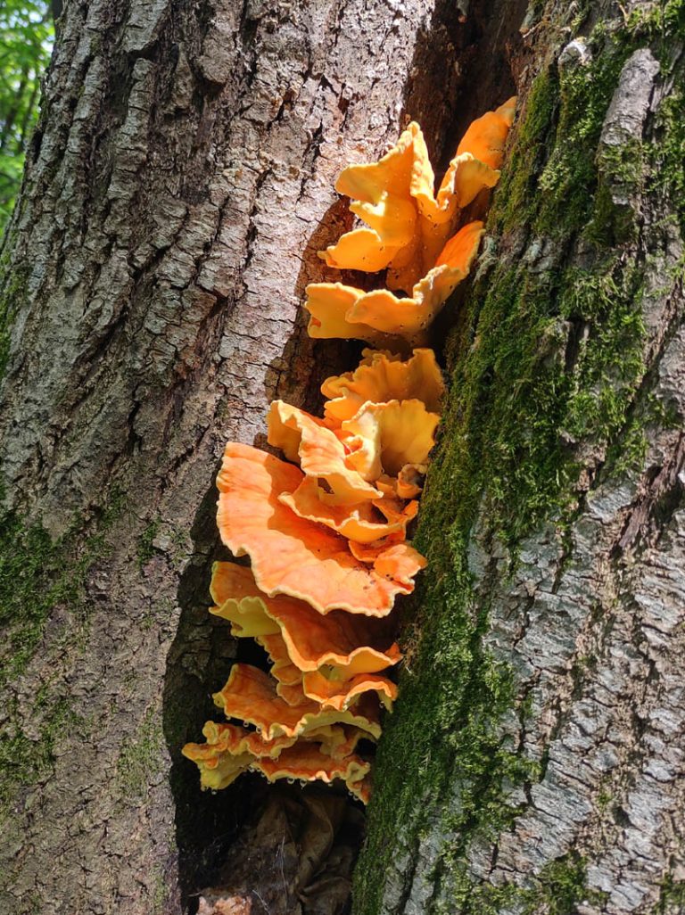 funghi tra tronchi d'albero