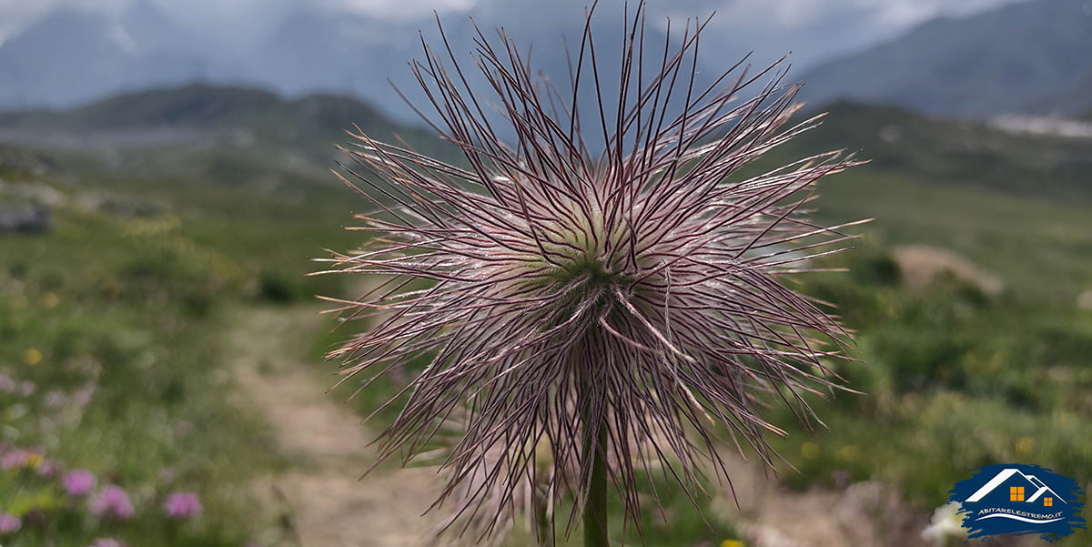 laghi boden fiori