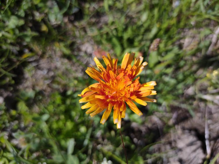 fiori sentiero lago boden