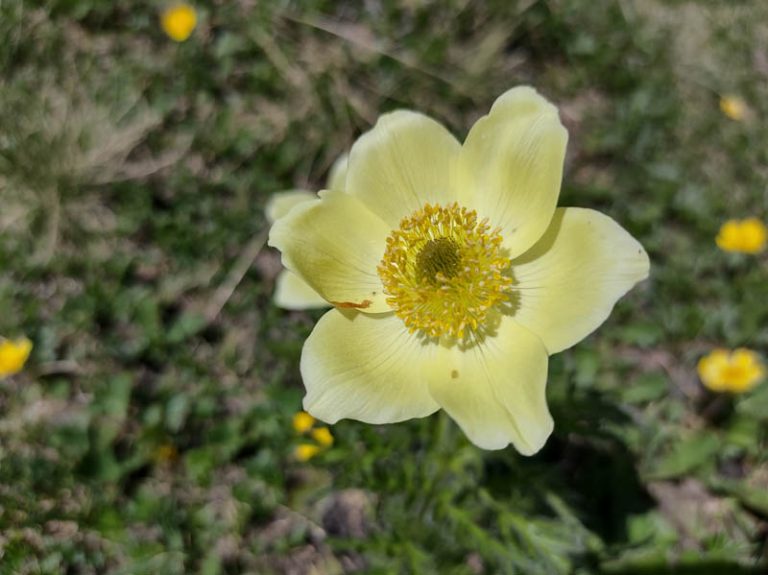 fiori sentiero lago boden