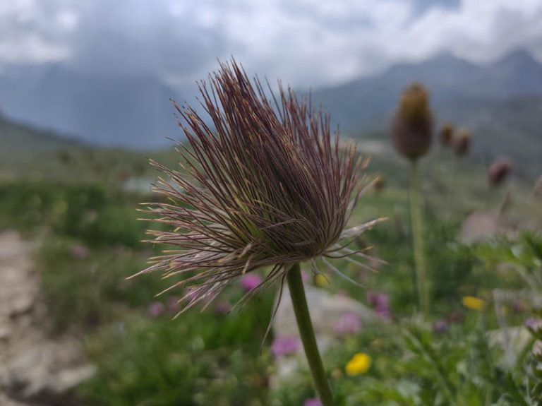 fiori laghi boden