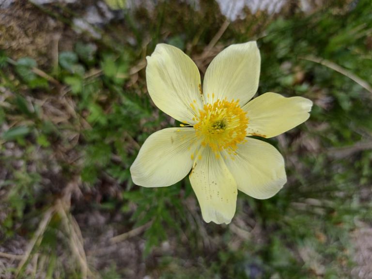 fiori laghi boden