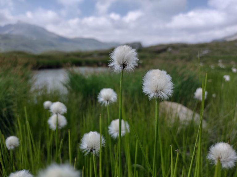 fiori laghi boden