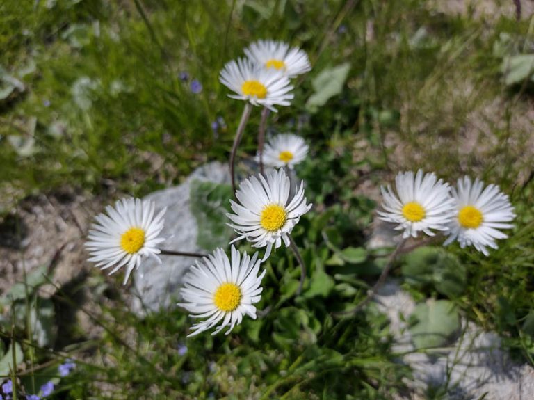 fiori laghi boden