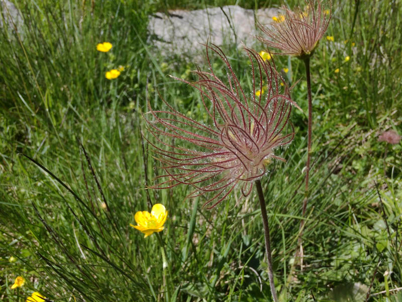fiori nei pressi delle baite Alpe I Motti