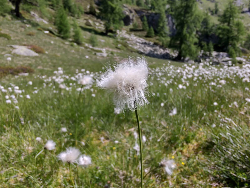 fiori nei pressi delle baite Alpe I Motti
