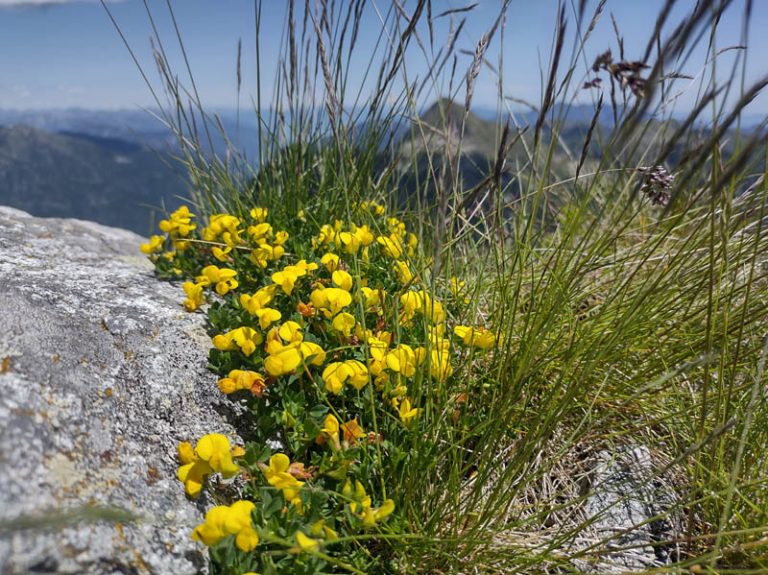 pizzo del corno