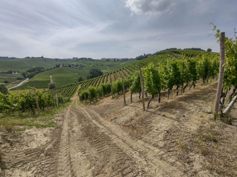 sentiero barolo - castiglione falletto - barolo