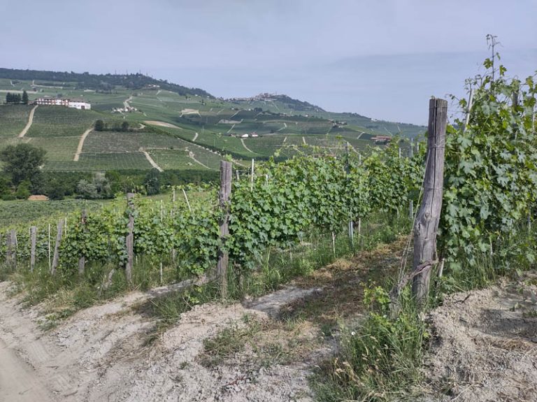 sentiero barolo - castiglione falletto - barolo