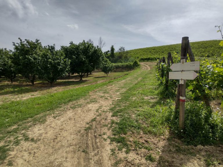 sentiero barolo - castiglione falletto - barolo