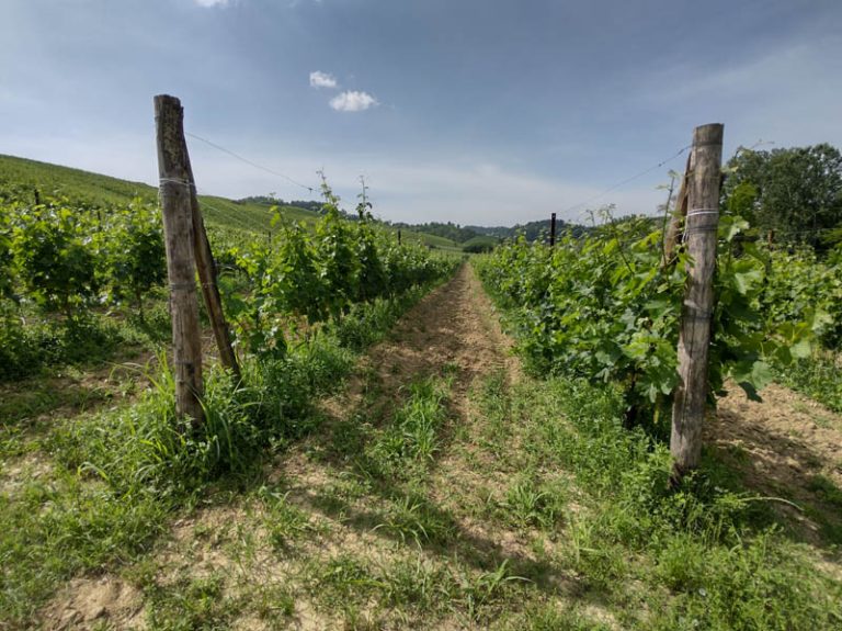 sentiero barolo - castiglione falletto - barolo