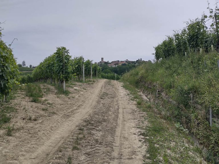 sentiero barolo - castiglione falletto - barolo