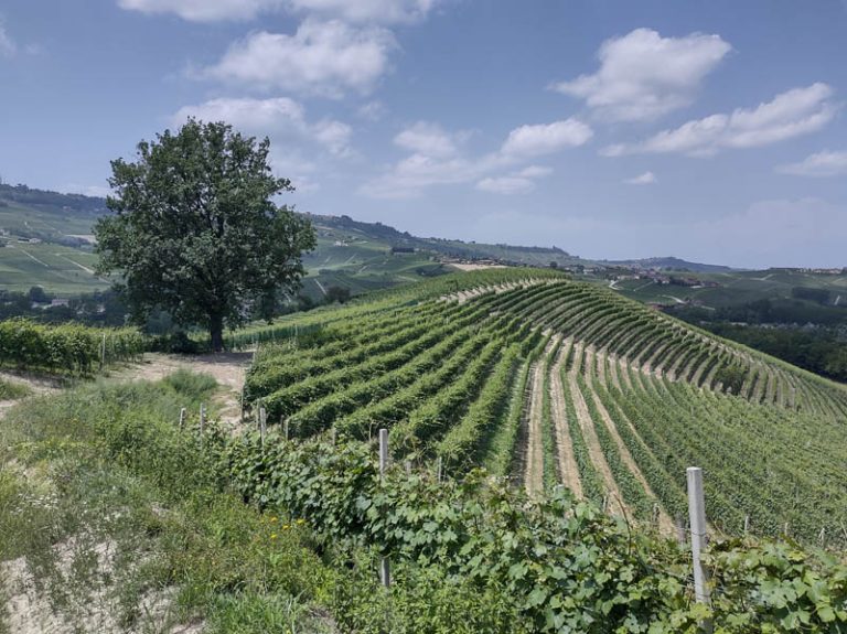 sentiero barolo - castiglione falletto - barolo