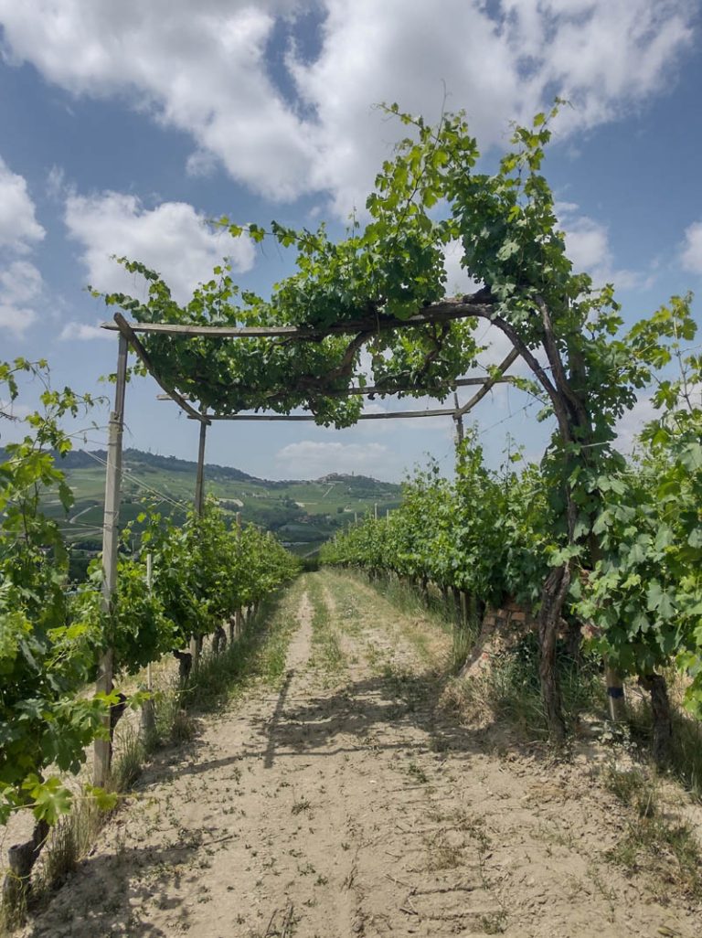 sentiero barolo - castiglione falletto - barolo