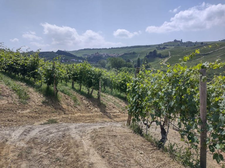 sentiero barolo - castiglione falletto - barolo