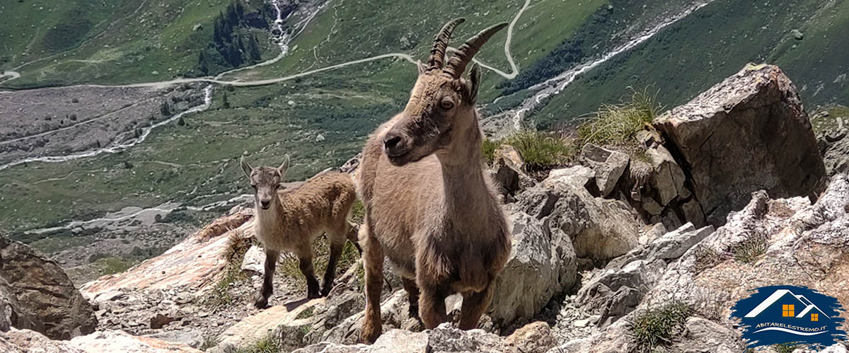 stambecco con il cucciolo al bivacco gino rainetto