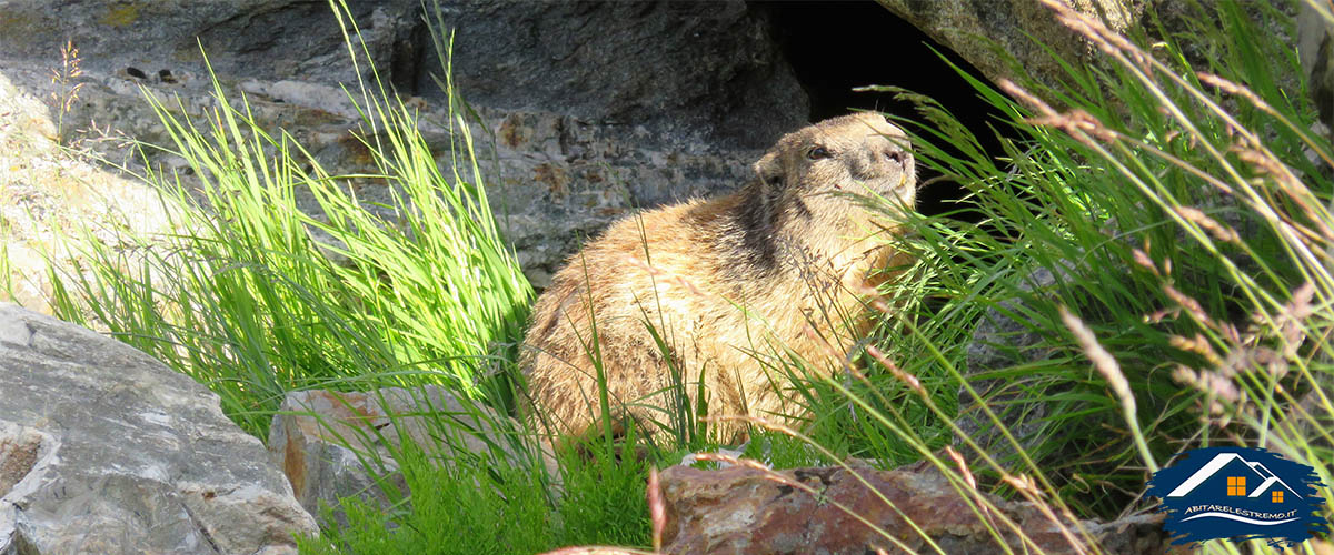 marmotta al Lago Combal