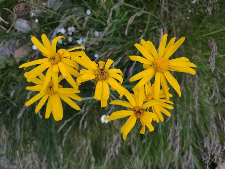 margherite gialle