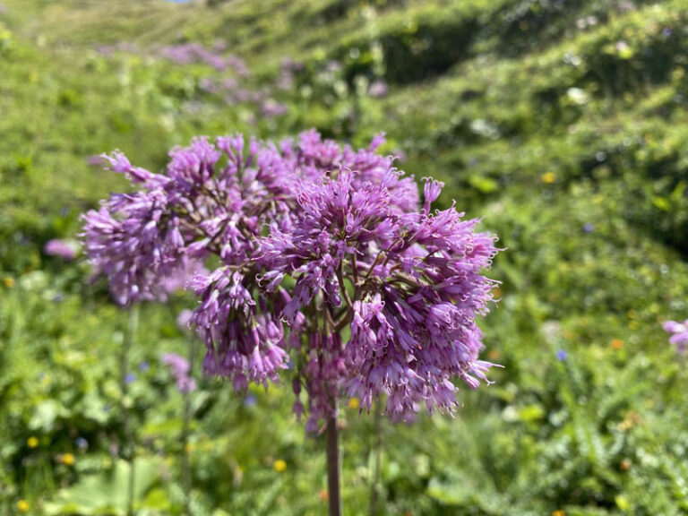 Col des Chavannes