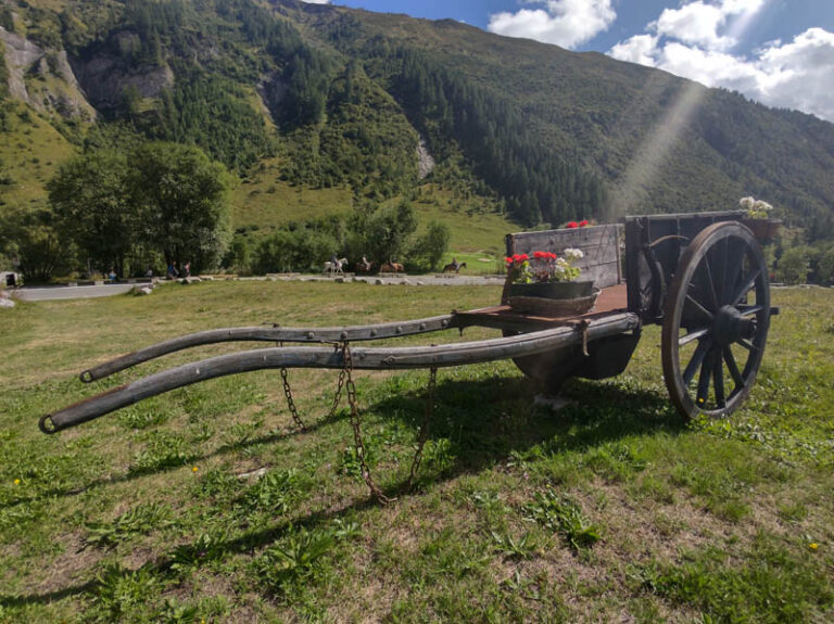 fiori in Val Ferret