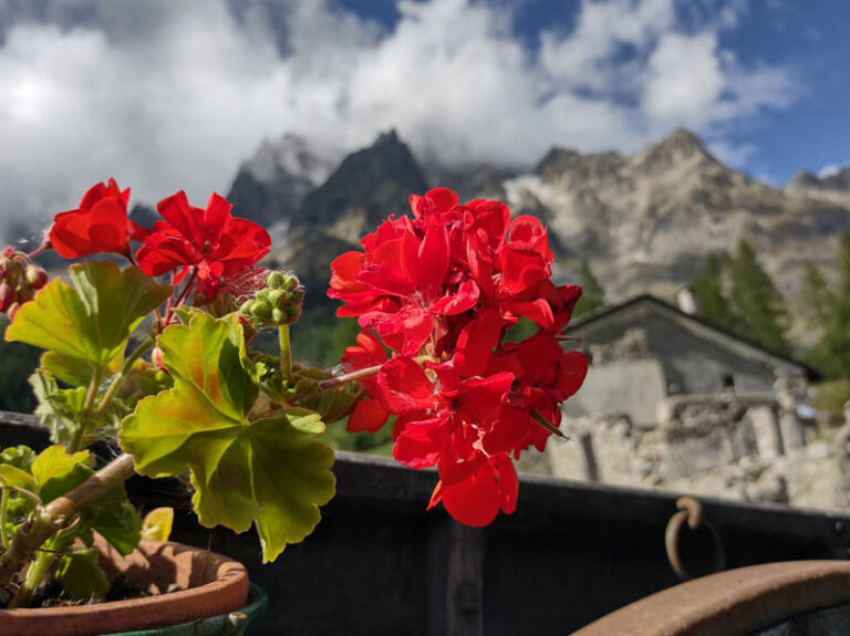 fiori in Val Ferret