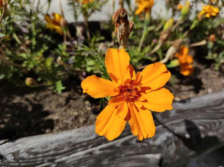 fiori in Val Ferret