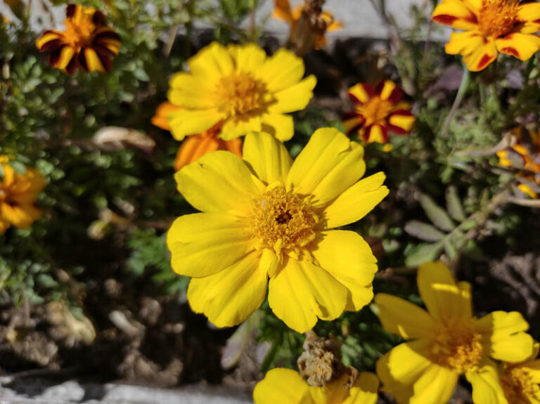 fiori in Val Ferret